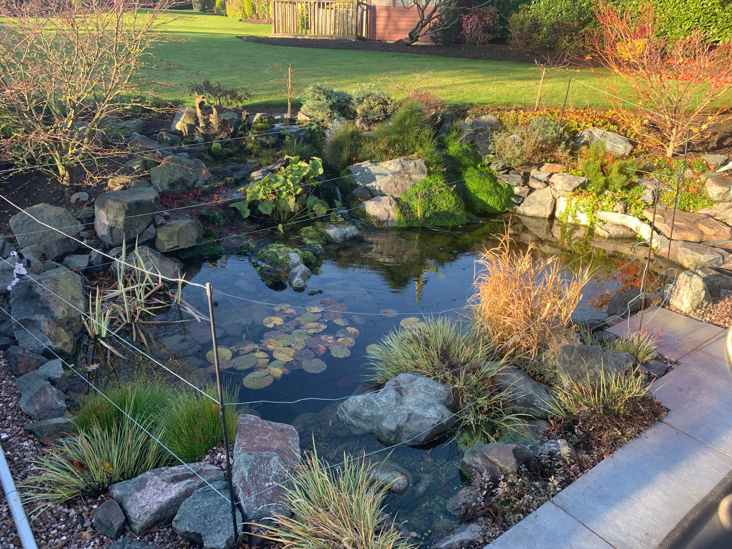 Fish Pond - Ecosystem