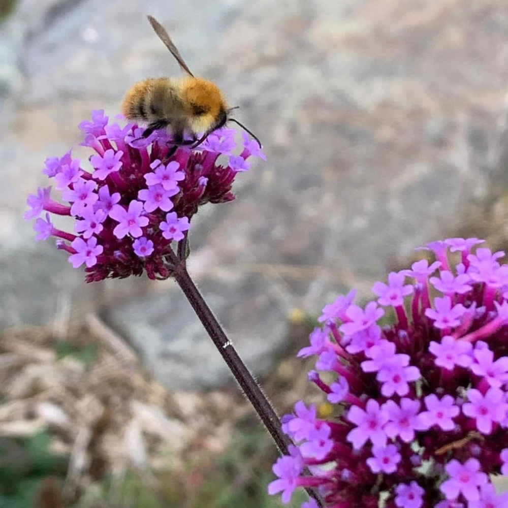 Bee - Water Feature Menu