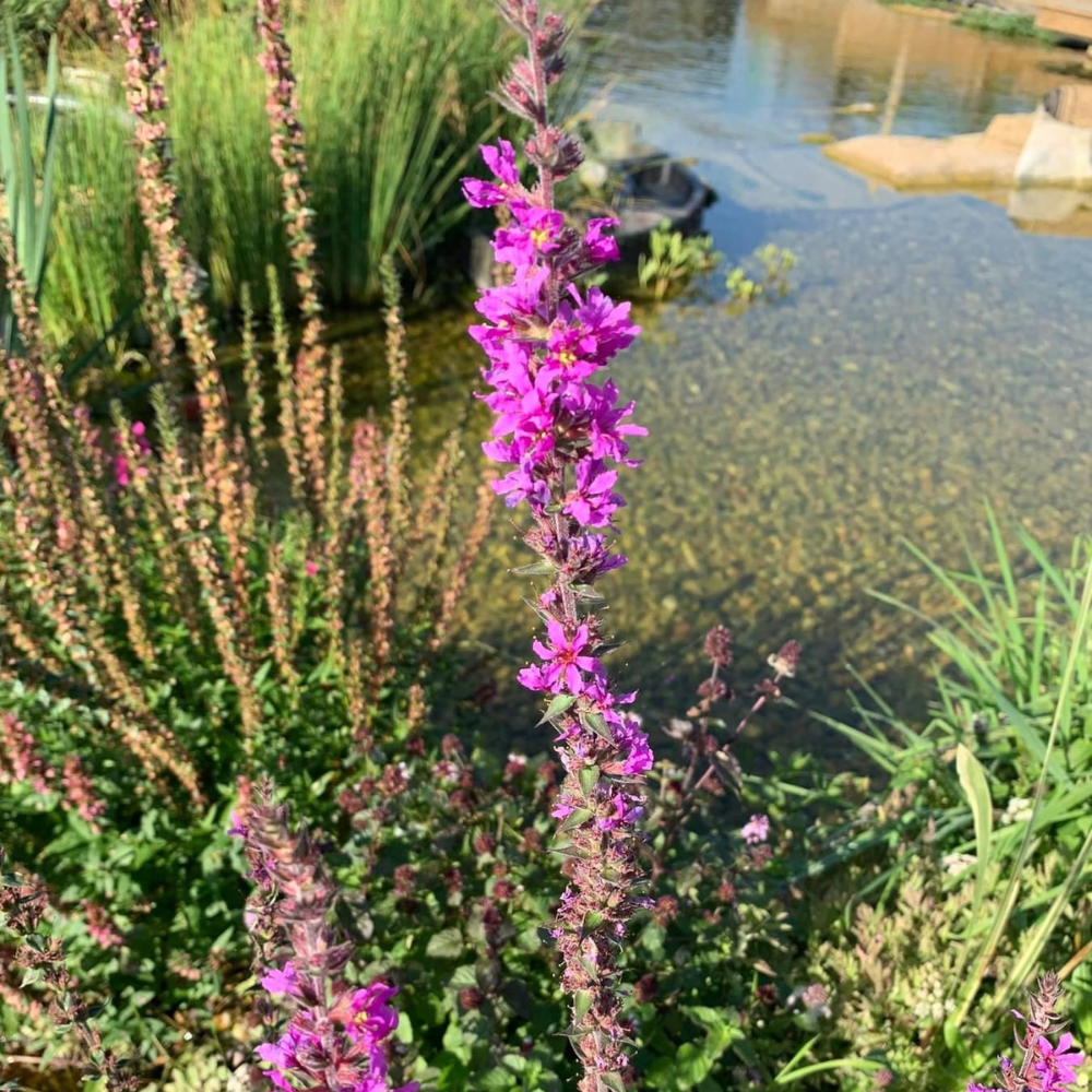Purple Flower - Water Feature Menu
