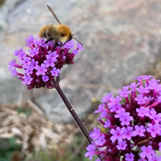 Bee - Water Feature Menu