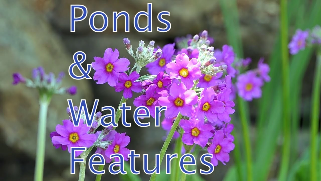 Ponds and Water Features "By TEAM AnyPond"